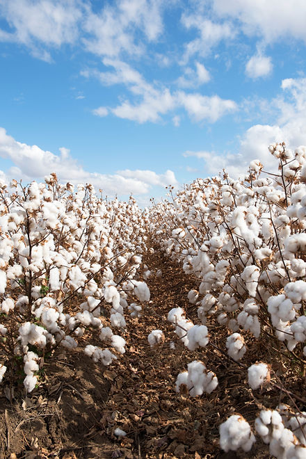 Organic cotton field